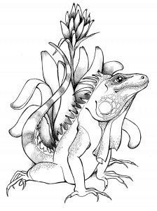 IGU_BROMELIA